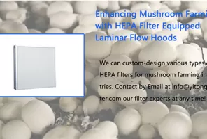 Enhancing Mushroom Farming with HEPA Filter Equipped Laminar Flow Hoods